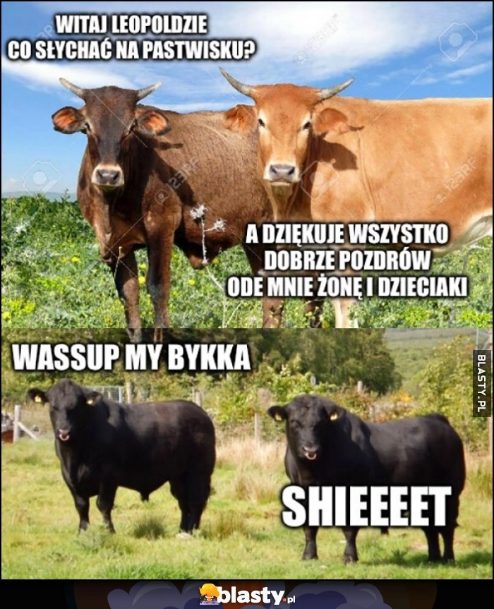 
    Białe krowy witaj co słychać na pastwisku? Czarne krowy wassup my bykka, shieeet