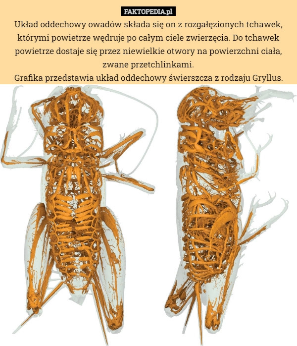 
    Układ oddechowy owadów składa się on z rozgałęzionych tchawek, którymi powietrze