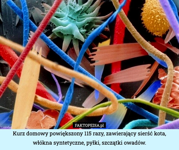 
    Kurz domowy powiększony 115 razy, zawierający sierść kota, włókna syntetyczne,