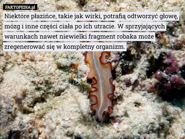 
    Niektóre płazińce, takie jak wirki, potrafią odtworzyć głowę...