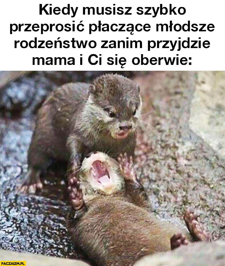 
    Kiedy musisz szybko przeprosić płaczące młodsze rodzeństwo zanim przyjdzie mama i Ci się oberwie wydra