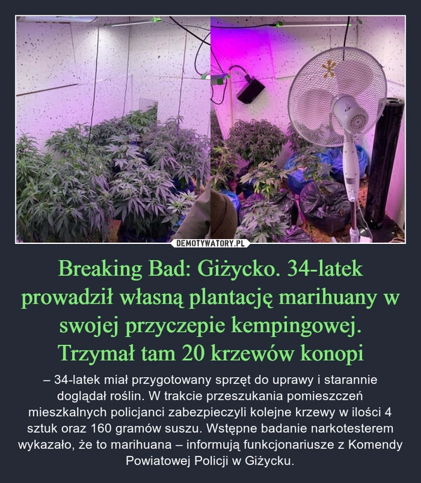 
    Breaking Bad: Giżycko. 34-latek prowadził własną plantację marihuany w swojej przyczepie kempingowej. Trzymał tam 20 krzewów konopi