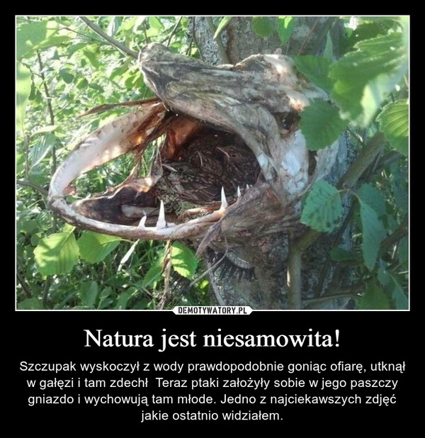 
    Natura jest niesamowita!