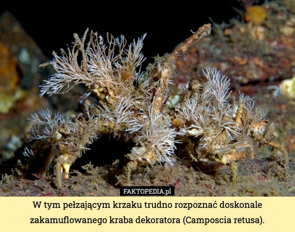 
    W tym pełzającym krzaku trudno rozpoznać doskonale zakamuflowanego kraba