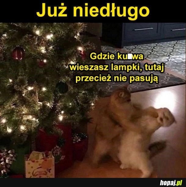 
    Zaraz się zacznie