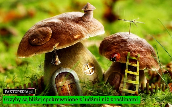 
    Grzyby są bliżej spokrewnione z ludźmi niż z roślinami.