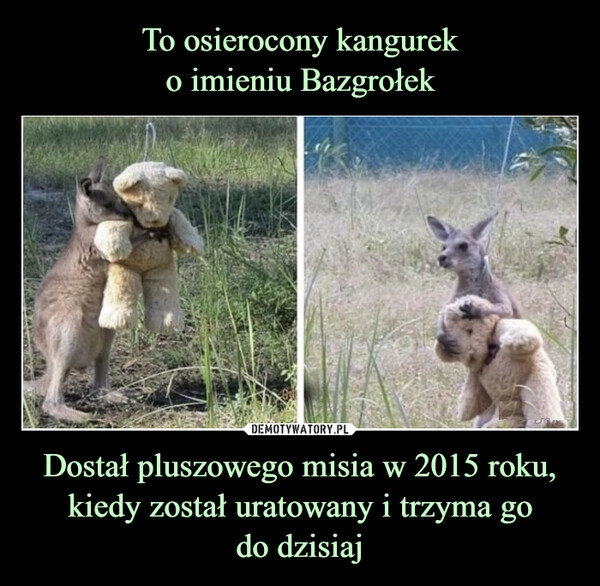 
    To osierocony kangurek
o imieniu Bazgrołek Dostał pluszowego misia w 2015 roku, kiedy został uratowany i trzyma go
do dzisiaj