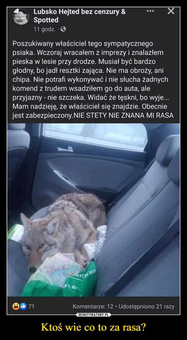 
    Ktoś wie co to za rasa?