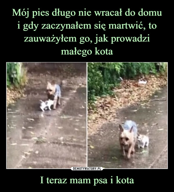 
    Mój pies długo nie wracał do domu
i gdy zaczynałem się martwić, to zauważyłem go, jak prowadzi małego kota I teraz mam psa i kota