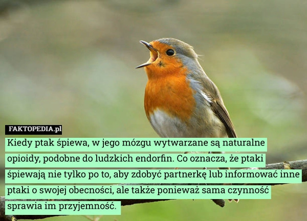 
    Kiedy ptak śpiewa, w jego mózgu wytwarzane są naturalne opioidy, podobne