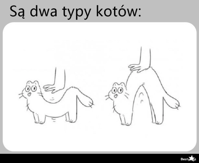 
    Dwa typy kotów 