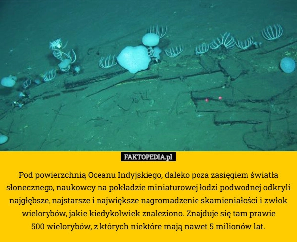 Pod powierzchnią Oceanu Indyjskiego, daleko poza zasięgiem światła słonecznego,