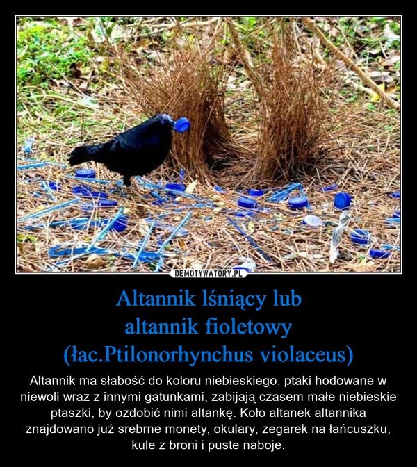 
    
Altannik lśniący lub
altannik fioletowy
(łac.Ptilonorhynchus violaceus) 