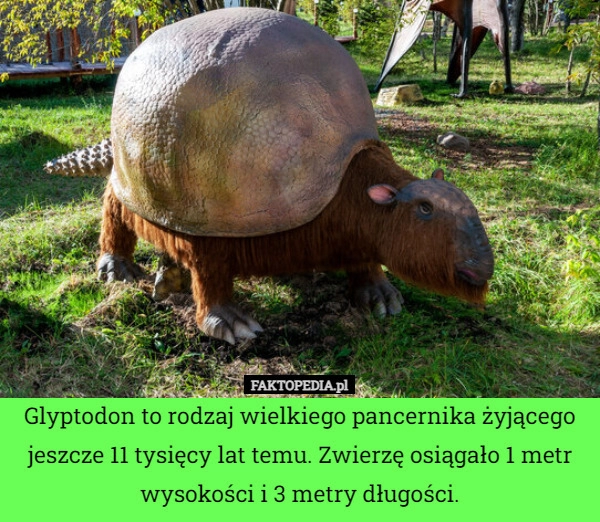 
    Glyptodon to rodzaj wielkiego pancernika żyjącego jeszcze 11 tysięcy lat