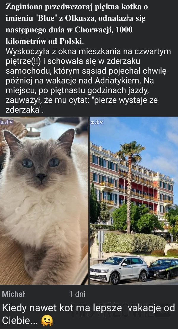 
    Zaginiony kot