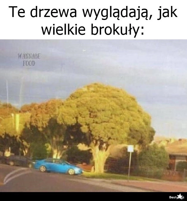 
    Wielkie brokuły 