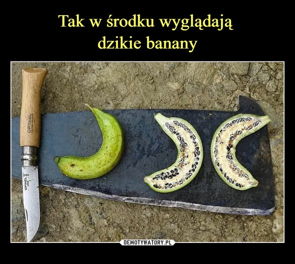 
    
Tak w środku wyglądają
dzikie banany 