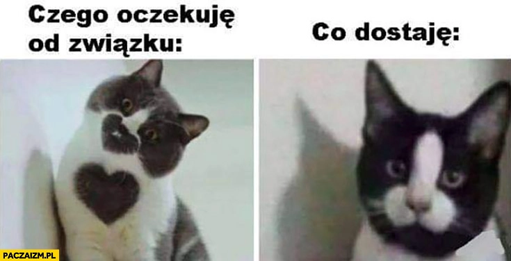 
    Czego oczekuję od związku vs co dostaje kot koty