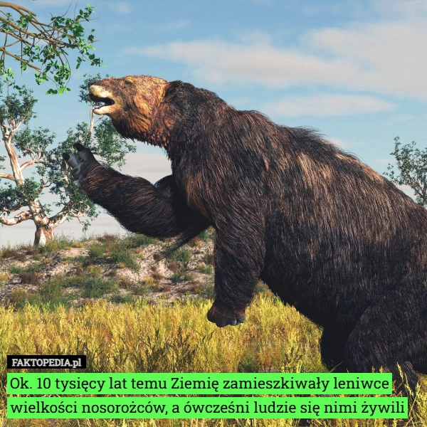 
    Ok. 10 tysięcy lat temu Ziemię zamieszkiwały leniwce wielkości nosorożców,