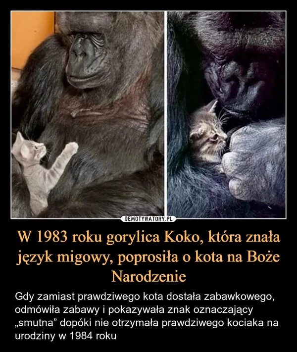 
    W 1983 roku gorylica Koko, która znała język migowy, poprosiła o kota na Boże Narodzenie