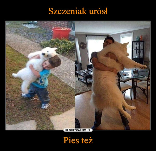 
    Szczeniak urósł Pies też