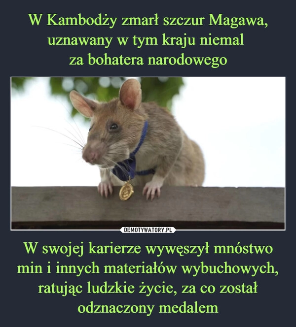 
    W Kambodży zmarł szczur Magawa, uznawany w tym kraju niemal
za bohatera narodowego W swojej karierze wywęszył mnóstwo min i innych materiałów wybuchowych, ratując ludzkie życie, za co został odznaczony medalem 