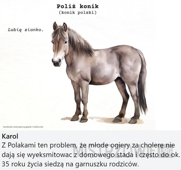 
    Konik polski