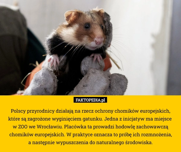 
    Polscy przyrodnicy działają na rzecz ochrony chomików europejskich,
 które