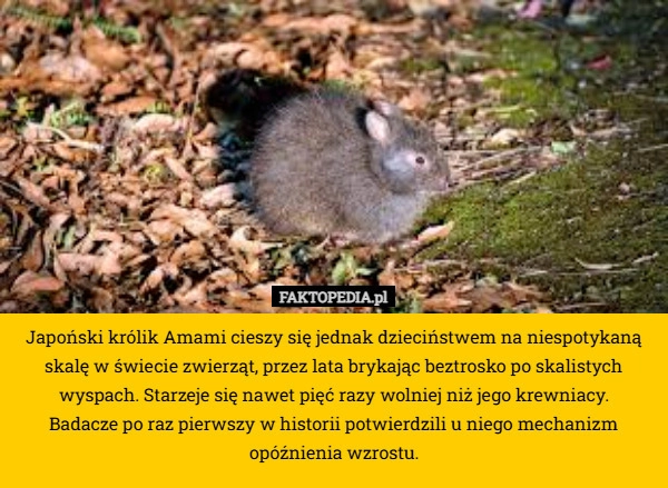 
    Japoński królik Amami cieszy się jednak dzieciństwem na niespotykaną skalę