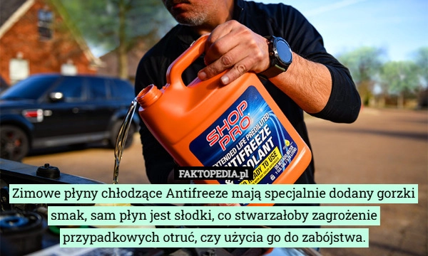 
    Zimowe płyny chłodzące Antifreeze mają specjalnie dodany gorzki smak, sam...