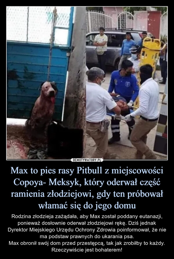 
    Max to pies rasy Pitbull z miejscowości Copoya- Meksyk, który oderwał część ramienia złodziejowi, gdy ten próbował włamać się do jego domu