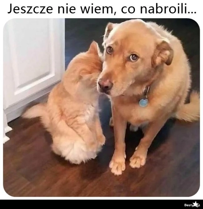 
    Na bank mają coś na sumieniu 