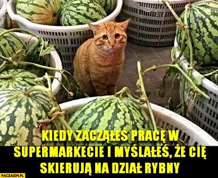 
    Kot kiedy zacząłeś pracę w supermarkecie i myślałeś, że cię skierują na dział rybny