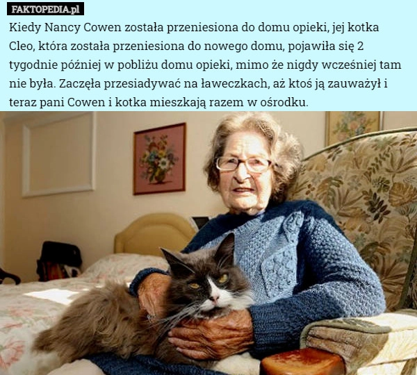 
    Kiedy Nancy Cowen została przeniesiona do domu opieki, jej kotka Cleo, która