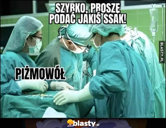 
    Lekarz w trakcie operacji: szybko, proszę podać jakiś ssak, asystentka: piżmowół