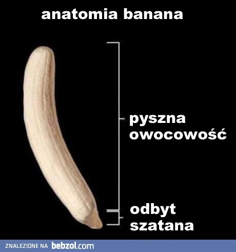 
    Anatomia banana