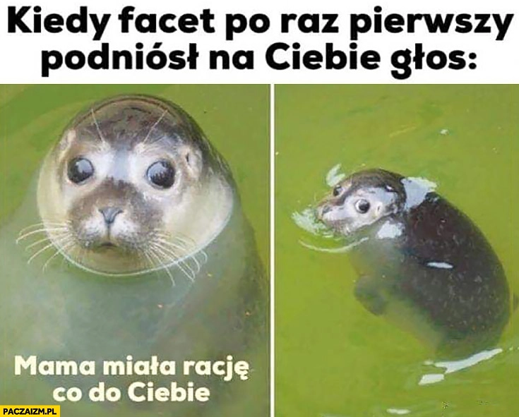 
    Kiedy facet po raz pierwszy podniósł na Ciebie głos mama miała rację co do Ciebie foka foczka