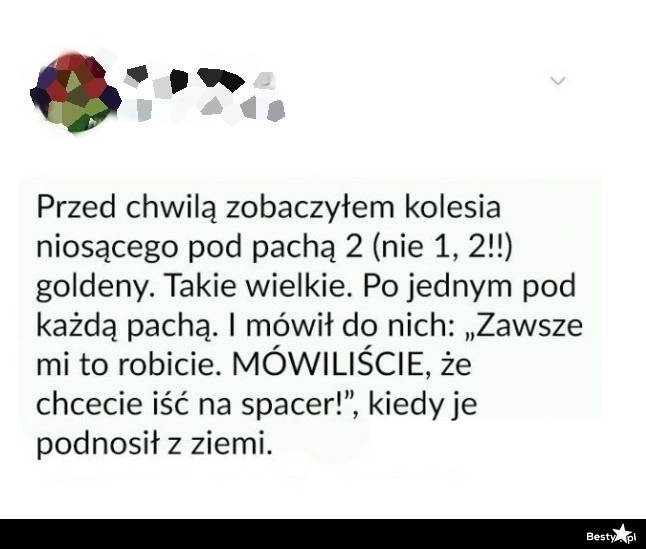 
    Spacer z psami 