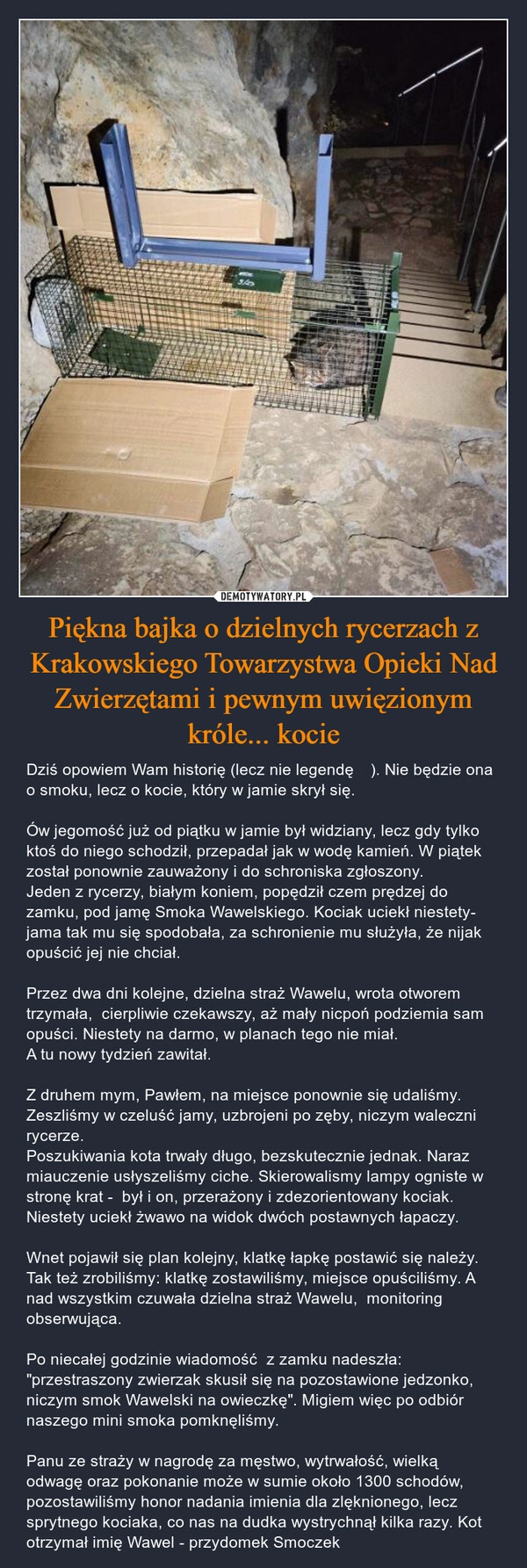 
    Piękna bajka o dzielnych rycerzach z Krakowskiego Towarzystwa Opieki Nad Zwierzętami i pewnym uwięzionym króle... kocie