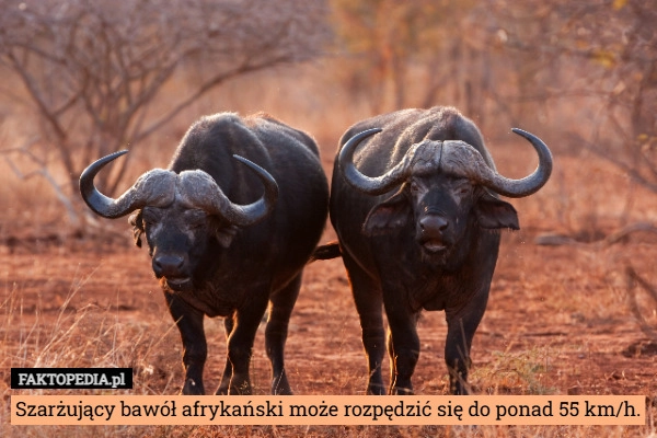 
    Szarżujący bawół afrykański może rozpędzić się do ponad 55 km/h.