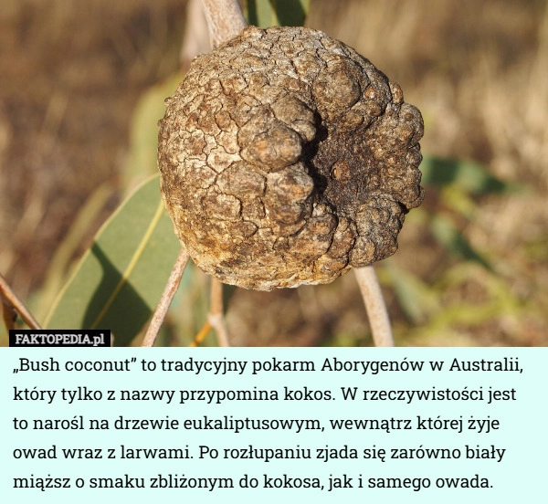 
    „Bush coconut” to tradycyjny pokarm Aborygenów w Australii, który tylko...