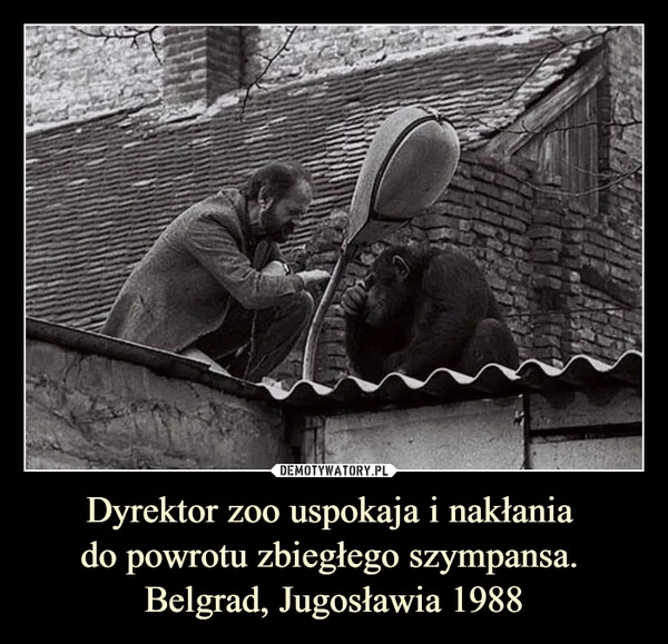 
    Dyrektor zoo uspokaja i nakłania 
do powrotu zbiegłego szympansa. 
Belgrad, Jugosławia 1988