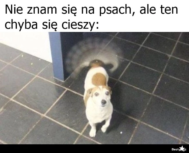 
    Szczęśliwy piesek 