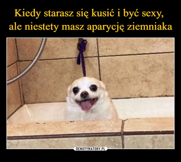 
    Kiedy starasz się kusić i być sexy, 
ale niestety masz aparycję ziemniaka