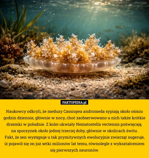 
    Naukowcy odkryli, że meduzy Cassiopea andromeda sypiają około ośmiu godzin