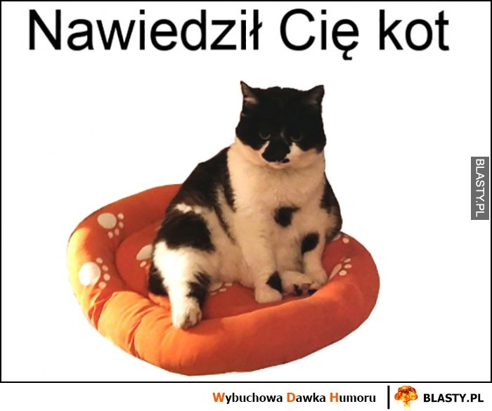 
    Nawiedził Cię kot mem