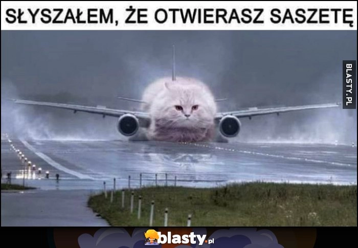 
    Kot samolot ląduje: słyszałem, że otwierasz saszetę przeróbka photoshop