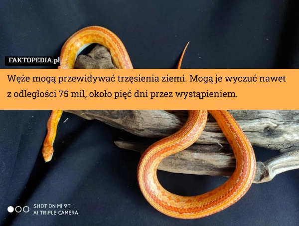 
    Węże mogą przewidywać trzęsienia ziemi. Mogą je wyczuć nawet z odległości