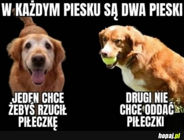 
    W każdym piesku są dwa pieski