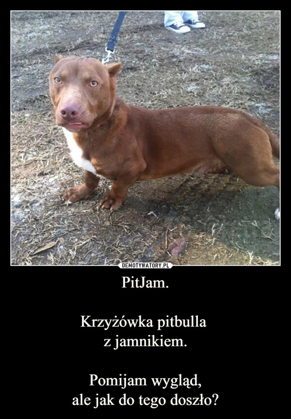 
    PitJam.

Krzyżówka pitbulla 
z jamnikiem.

Pomijam wygląd,
ale jak do tego doszło?